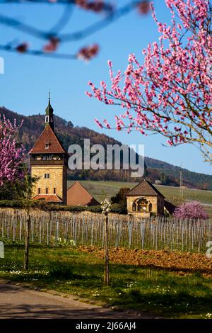 Bluehende Mandelbaeume am Geilweilerhof, Siebeldingen, Pfaelzer Mandelpfad, Deutsche Weinstrasse, Rheinland-Pfalz, Deutschland Stock Photo