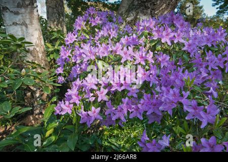 Rhododendron (Rhododendron davidsonianum), Emsland, Niedersachsen, Deutschland Stock Photo