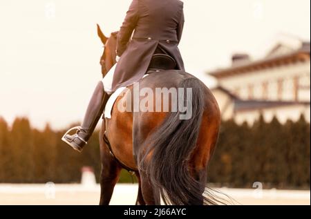 Classic Dressage horse. Equestrian sport. Dressage of horses in the arena. Sports stallion in the bridle. The leg of the rider in the stirrup Stock Photo
