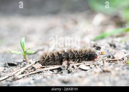 Weissfleck-Widderchen (Amata phegea), Raupe am Wegesrand auf Nahrungssuche, Falkensee, Deutschland Stock Photo