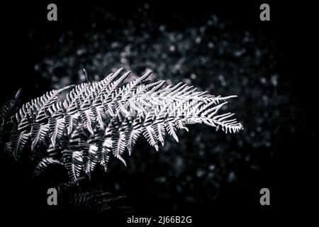 Leaves of one of the most handsome fern known as alphine wood fern. Leaves isolated with black background. Stock Photo