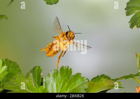 Honigbiene (Apis mellifera), mit Pollen bedeckt, im Flug, highspeed Naturfoto, zwischen Blaetter der Stachelbeere (Ribes uva-crispa), Siegerland Stock Photo