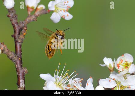 Honigbiene (Apis mellifera), mit Pollen bedeckt, im Flug, highspeed Naturfoto, Arbeiterin an einem Schwarzdornstrauch (Prunus spinosa), Siegerland Stock Photo