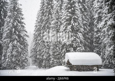 Tief verschneite kleine Huette in Fichtenwald bei starkem Schneefall, Scharzwassertal, Ritzlern, Kleinwalsertal, Vorarlberg, Oesterreich Stock Photo