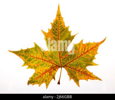 Herbstlich verfaerbtes Spitzahornblatt, Spitzahorn (Acer platanoides), Studioaufnahme Stock Photo