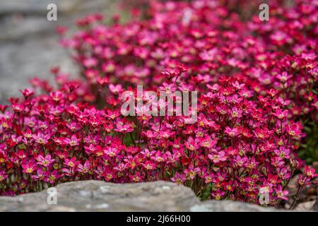 Red pink saxifraga arendsii rockred lush blossom Stock Photo