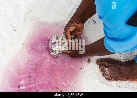Giftiger Steinfisch (Synanceia verrucosa) im flachen Wasser, Paje, Unguja, Ostkueste Sansibar, Tansania Stock Photo