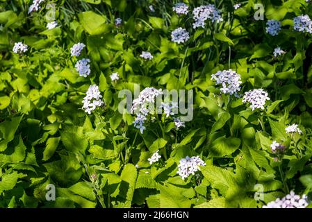 Lunaria rediviva, known as perennial honesty, is a species of flowering plant in the cabbage family Brassicaceae Stock Photo