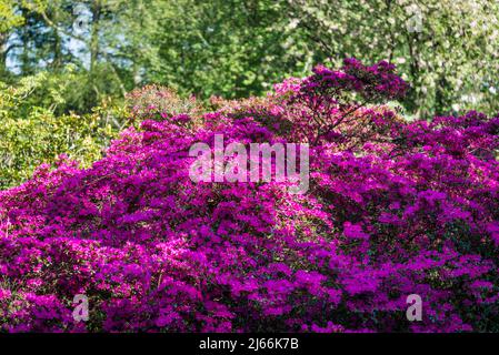 Rhododendron (Obtusum Group) 'Amoenum' Stock Photo