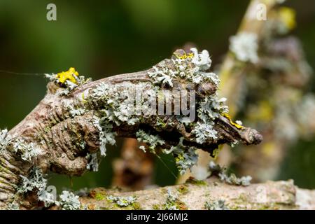 Lichen Physcia adscendens growing on an old tree, Sussex, UK Stock Photo