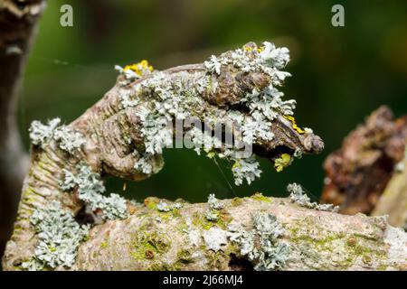 Lichen Physcia adscendens growing on an old tree, Sussex, UK Stock Photo