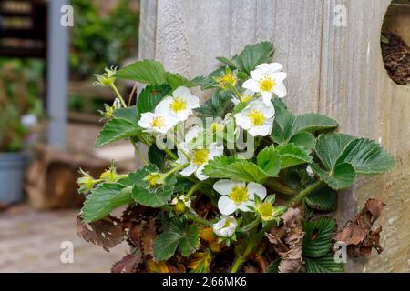 Strawberry flowers growing in a container Stock Photo