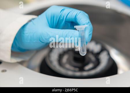 Scientist puts microcentrifuge tubes into centrifuge for phase ...