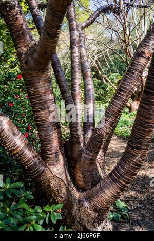 Prunus himalaica, cherry tree that is noted for its attractive coppery-purple trunk and branches Stock Photo