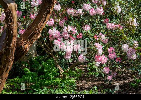 Rhododendron 'Diana Pearson' Stock Photo - Alamy