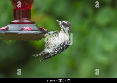 Closeup view of a woodpecker hanging on a hummingbird feeder looking confused and bewildered trying to figure out how to drink from it Stock Photo