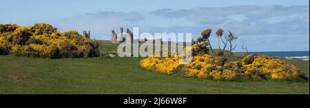 Landscape image of near distant Dunstanburgh castle framed by gorse bushes in full bloom with North Sea in background Stock Photo