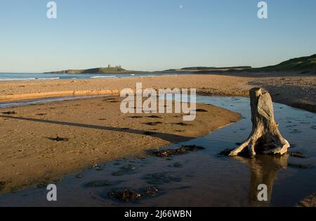Beautifully lit Northumberland coastal image of beached tree trunk with distant Dunstanburgh castle on skyline and moon in blue sky above Stock Photo