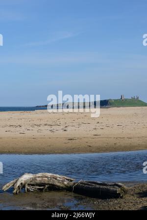 Portrait style image of a distant Dunstanburgh Castle seen from Embleton beach with tidal inlet and washed up log in foreground Stock Photo