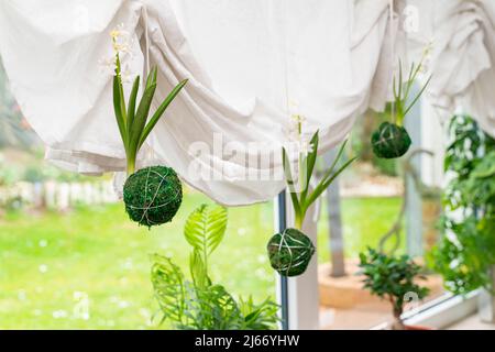 Kokedama - moss balls hang on a string in front of a window with curtains. From the moss balls come white flowering hyacinths. DJ deco trend from Japa Stock Photo