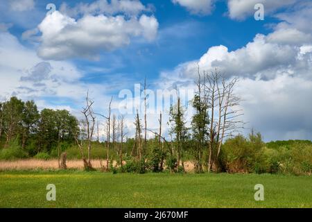 Banner with barley field in Spring with forest far away and blue sky with clouds. Panoramic composition in light green and blue. Stock Photo