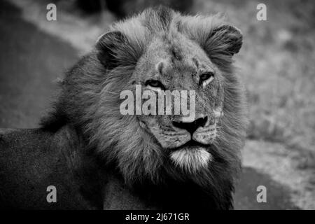 Monochrome image of a dominant male Lion (Panthera leo) on a rainy morning in Kruger National Park. South Africa Stock Photo