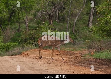 A Nyala female (Tragelaphus angasii) crossing a road in Kruger National Park, south Africa Stock Photo