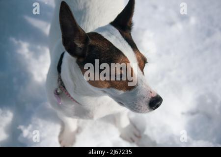 Jack Russell Terrier dog standing in snow Stock Photo
