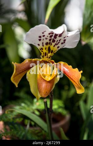 Orchid Paphiopedilum gratrixianum Stock Photo