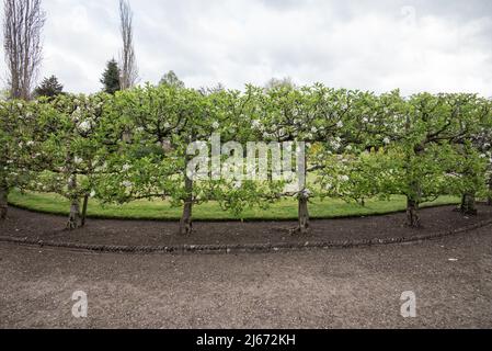 Apples: stepover (horizontal cordon) training so that they look attractive but take up little space.Also known as espalier pruned. Stock Photo