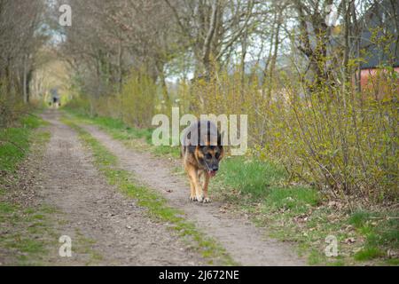 Tired German Shepherd dog on unpaved path with berms in which trees and shrubs are budding in spring Stock Photo