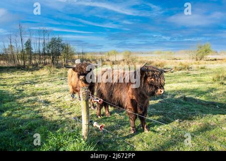 Highlander - Scottish cow in the meadow Stock Photo - Alamy