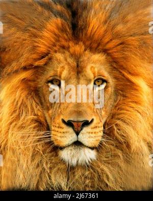 Closeup beautiful portrait of an African Lion. Stock Photo