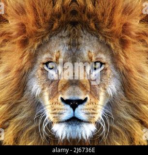 Closeup beautiful portrait of an African Lion. Stock Photo