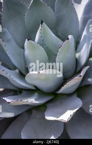 Agave parryi Stock Photo