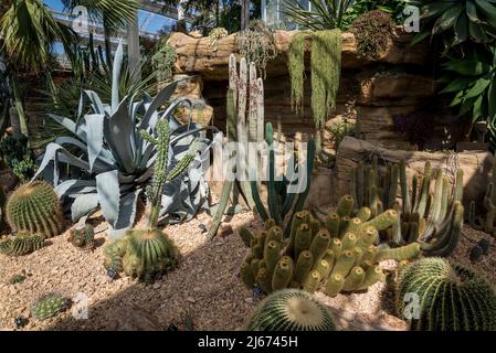 Various cacti, Glasshouse, Wisley RHS Garden, Surrey, England, UK Stock Photo