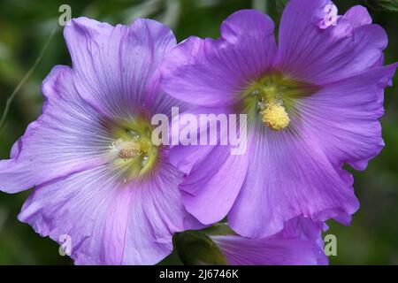 Bristly hollyhock, Alcea setosa flowers Stock Photo