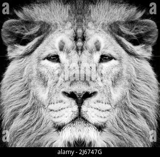 Portrait of beautiful African lionin black and white Stock Photo