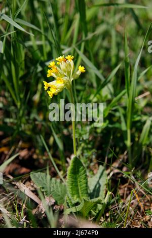 A pretty cowslip in a meadow Stock Photo - Alamy