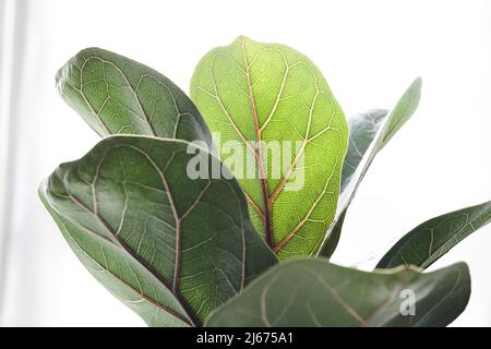 Fiddle Fig or Ficus Lyrata green leaves on the white background, close-up Stock Photo
