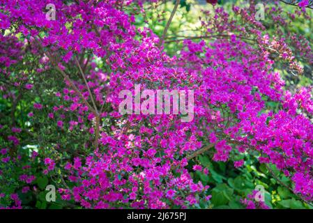 Rhododendron (Obtusum Group) 'Amoenum' Stock Photo