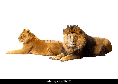 beautiful portrait of a tiger, a lion on a white background. Stock Photo