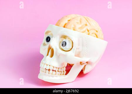 Artificial white human skull with brain and eyes on light pink background. Skeleton head as a symbol of death and Halloween decoration. Stock Photo