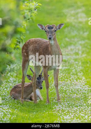 A young male spotted Fallow Deer , standing beside his friend  in the apple orchard , amongst the daisies. Suffolk, UK . Stock Photo
