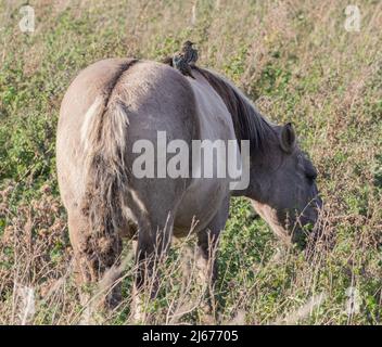 A Konik pony, conservation grazing with a family of Starlings riding on it's back. Cambridgeshire, UK Stock Photo