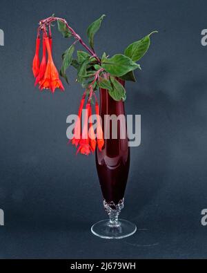 Beautiful Red Fuchsia, onagraceae, fresh flower blooms in a beautiful red glass vase isolated on a black coloured background. Decorative wall art imag Stock Photo