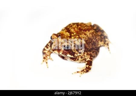 Schneider's (dwarf) toad (Duttaphrynus scaber). Duttaphrynus melanostictus), amphibian of Sri Lanka. Central plateau, Isolated on white background Stock Photo