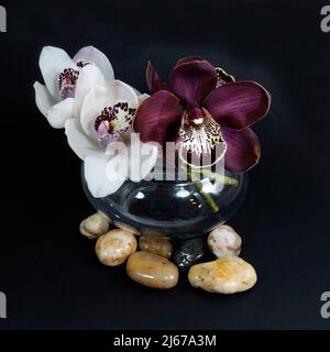 Beautiful white & purple Cymbidium orchids; (Boat Orchid) blossom in a glass vase close up isolated on a black coloured background with scattered deco Stock Photo