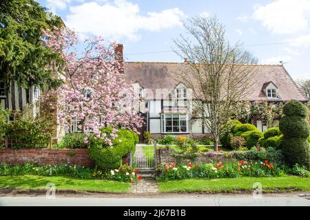 Half timbered black and white thatched country cottages at Ashton under Hill a village in  Worcestershire England.at the foot of the Bredon Hills Stock Photo