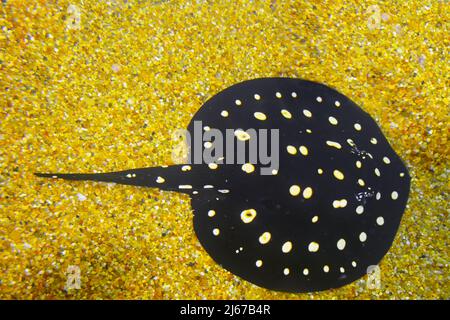 Polka-dot stingray, Potamotrygon leopoldi Stock Photo